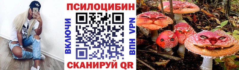 где найти   Почеп  Галлюциногенные грибы Psilocybe 